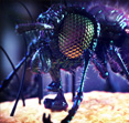 The Fly