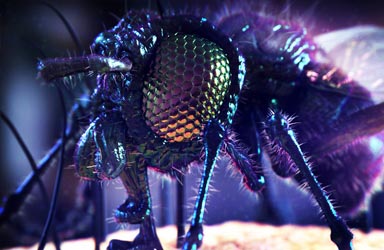 Fly